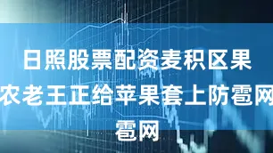 日照股票配资麦积区果农老王正给苹果套上防雹网